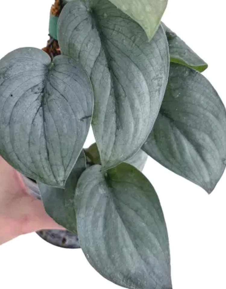 Epipremnum aureum Silver Hero