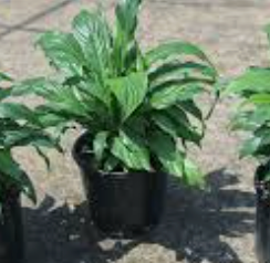 Spathiphyllum  spp “peace lily”