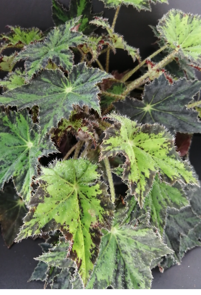 Begonia Cleopatra