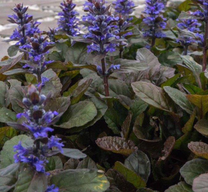 Ajuga