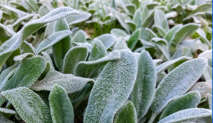 Stachys lanata "Lambs Ears"