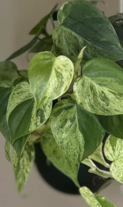 Philodendron Heart Leaf Varigata