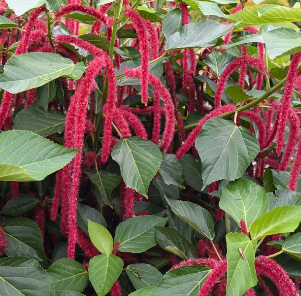 Acalypha hispida (Red Hot Cat's Tail)