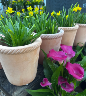 Tall Provincial Terracotta Pot