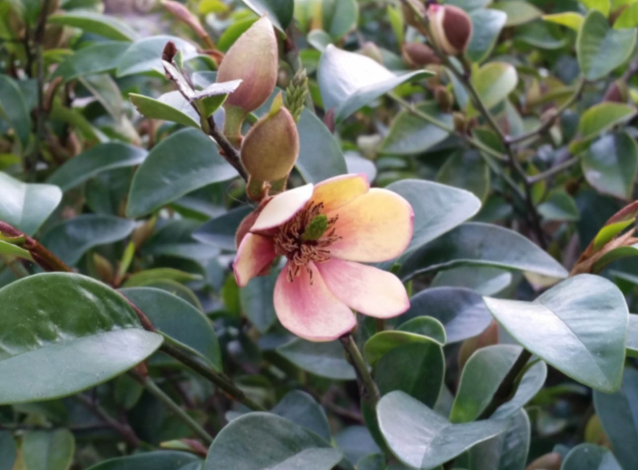 Michelia "Lady of the night"