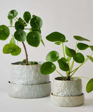 Angus & Celeste Organic Planter