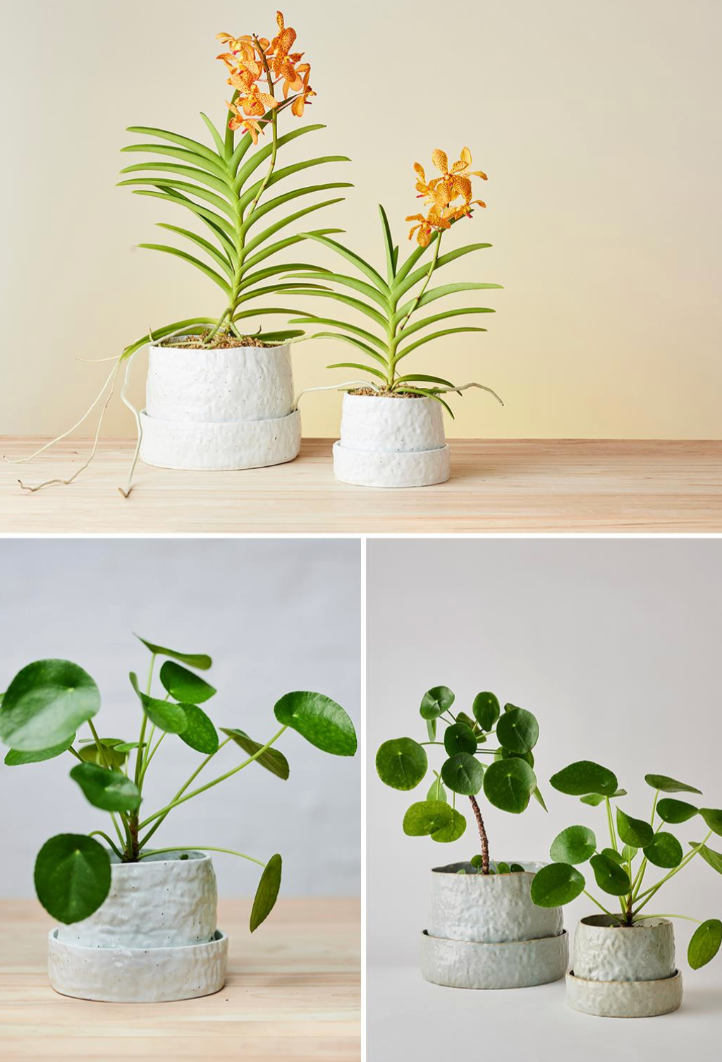 Angus & Celeste Organic Planter