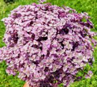 Calissia repens ‘pink panther/ Rosato Pink Lady’