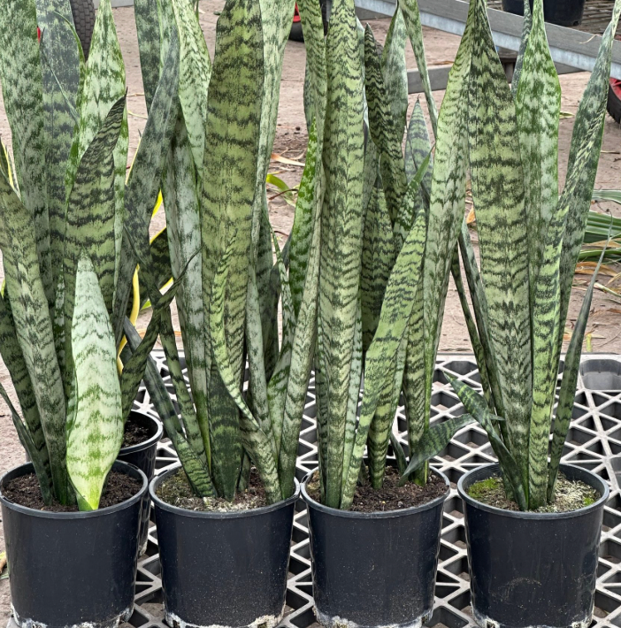 Dracaena (sanseviera) trifasciata
