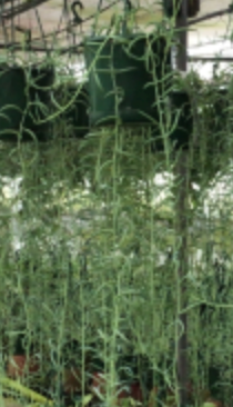 String of fish hooks Senencio radicans