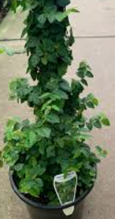Ficus pumila totem