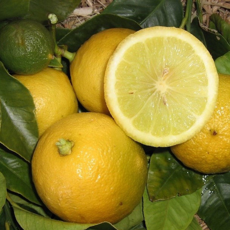 Bergamot Citrus