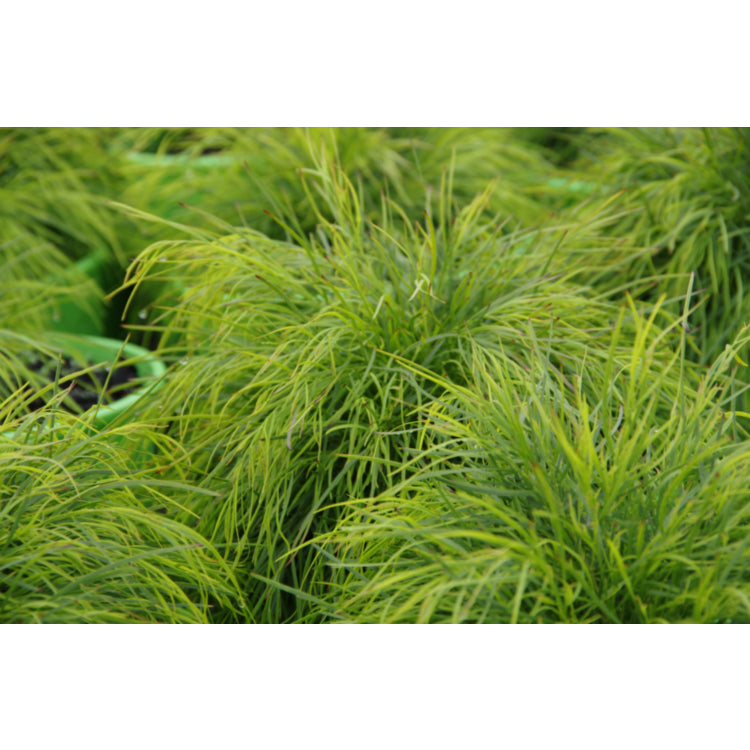 Acacia Limelight