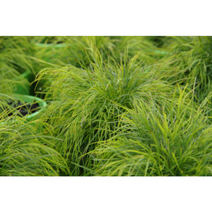 Acacia Limelight