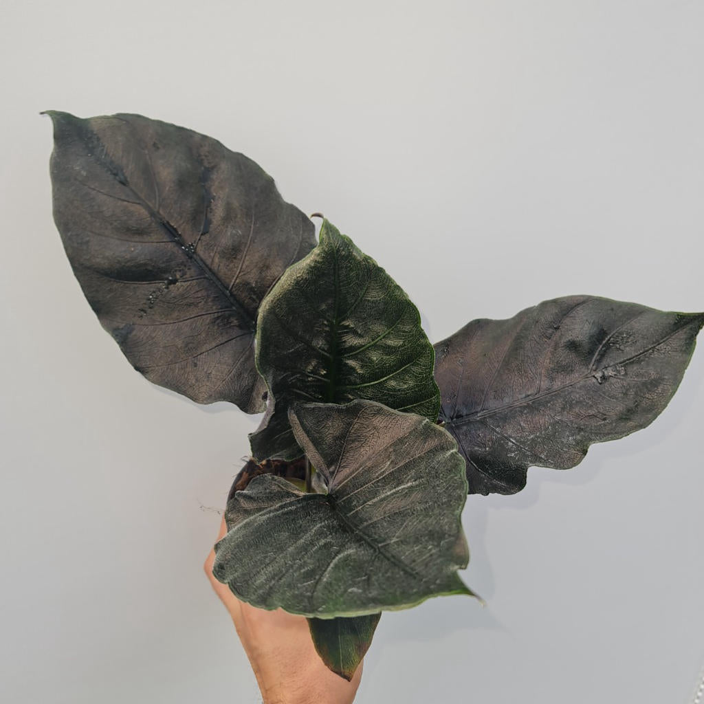 Alocasia Chienlii Antoro Velvet