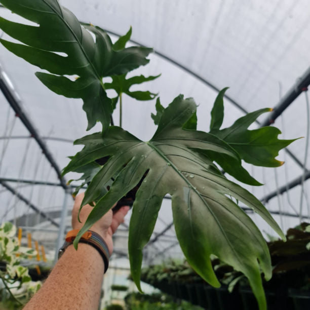 Alocasia Serpent's Tail