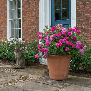 David Austin - Princess Anne Rose