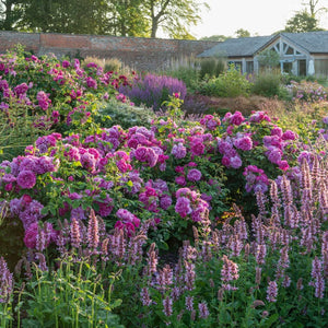 David Austin - Princess Anne Rose