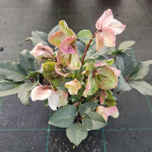 Hellebore Mixed Colours