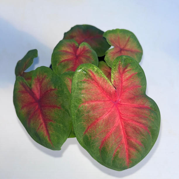 Caladium (red bellied)