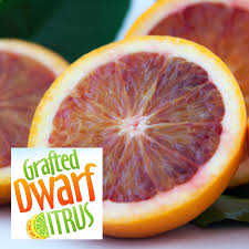 Dwarf Citrus- Arnold  Blood Orange