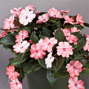 SunPatiens® Compact