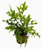 Phymatosorus Hawaiian Sunshine