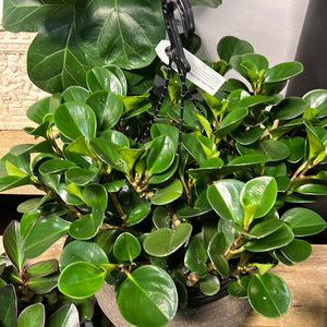 Peperomia obtusifolia Jade Rubber plant