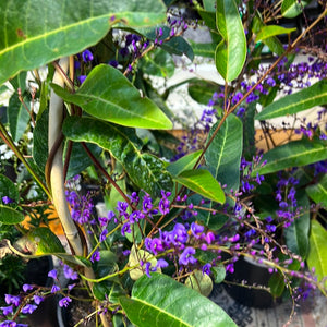 Hardenbergia white and purple