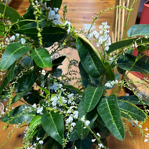 Hardenbergia white and purple