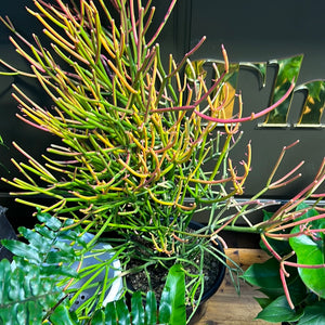 Euphorbia tirucalli 'Firesticks