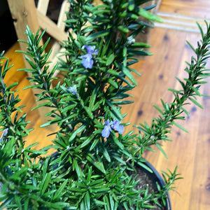 Rosemary Tuscany Blue