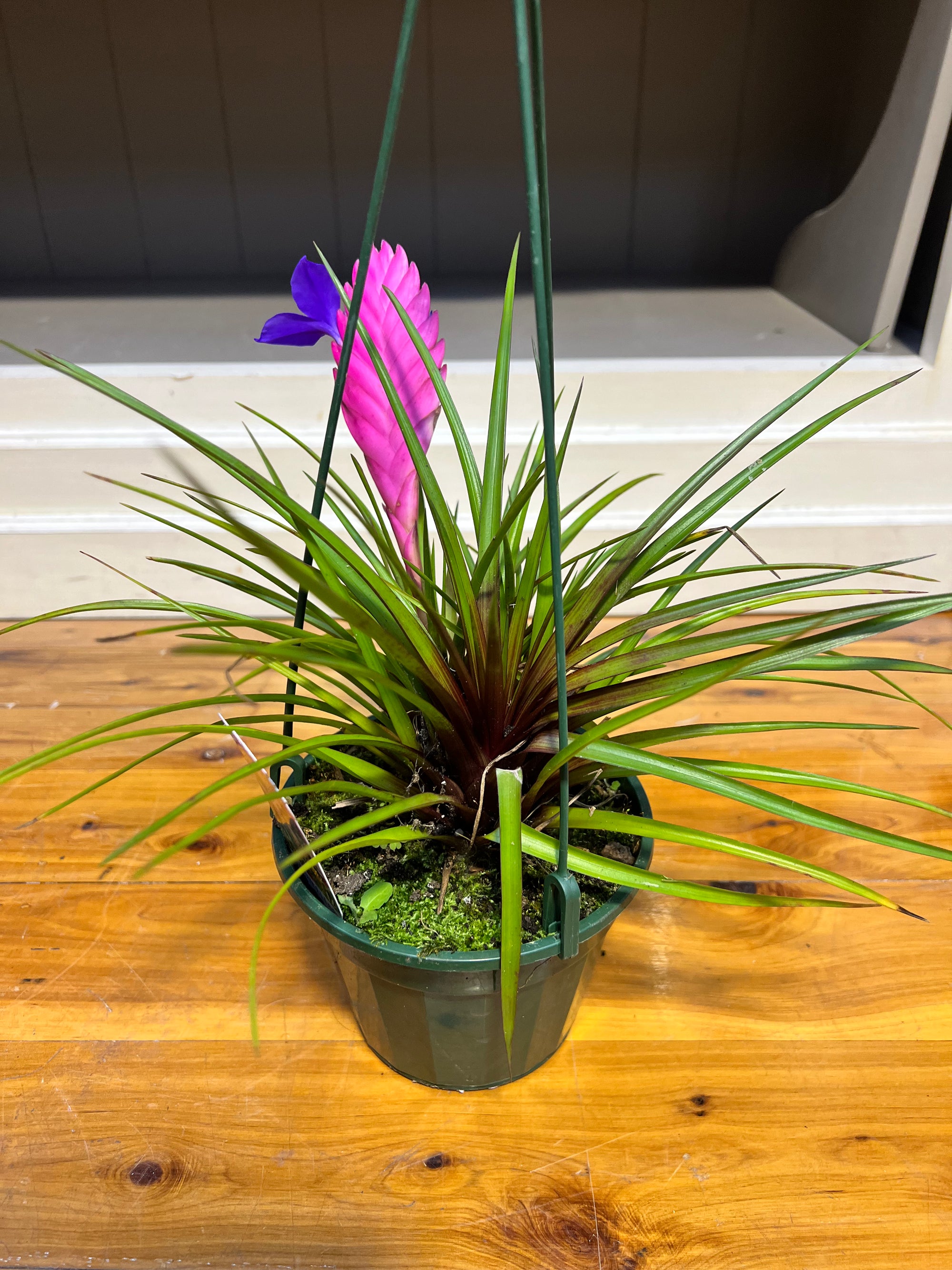 Tillandsia cyanea "Pink Quills"