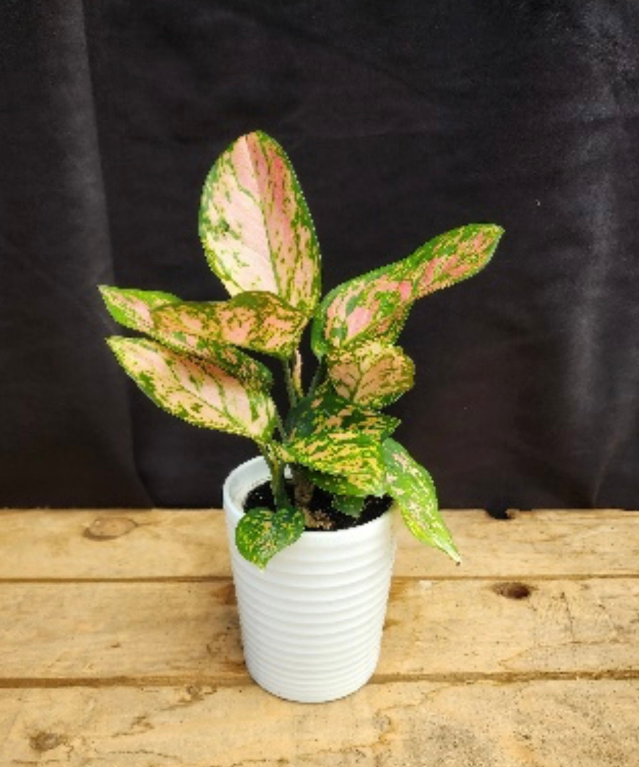 Red Valentine Aglaonema