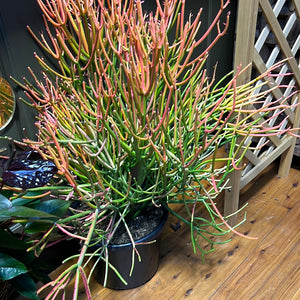 Euphorbia tirucalli 'Firesticks