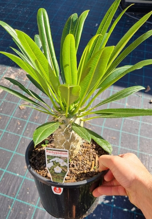 Pachypodium Lamerei Madagascar palm