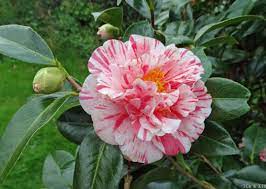 Camellia Japonica