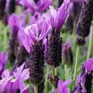 Lavender Pedunculata - mixed Pink, Purple and White