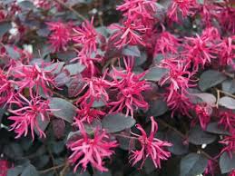 Loropetalum Chinensis Pink