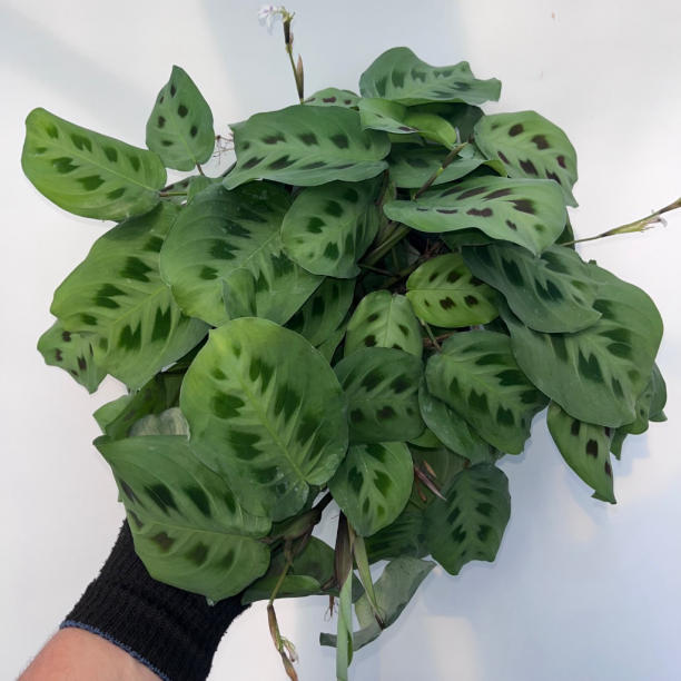 Maranta leuconeura kerchoveana “prayer plant”
