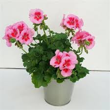 Geranium assorted