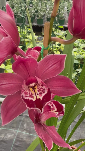 Cymbidium orchid