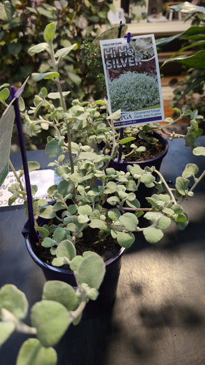 Helichrysum Petiolare "Hi Ho Silver"