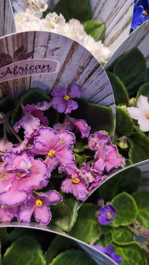 African Violets