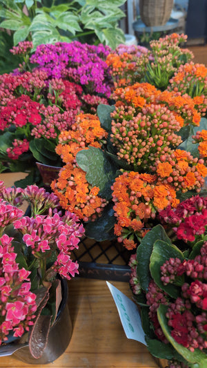 kalanchoe blossfeldiana