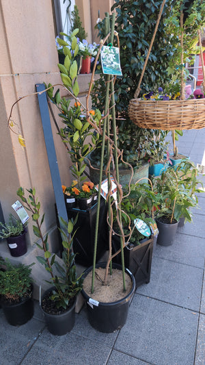 Wisteria brachybotrys "Shiro-Kapitan"