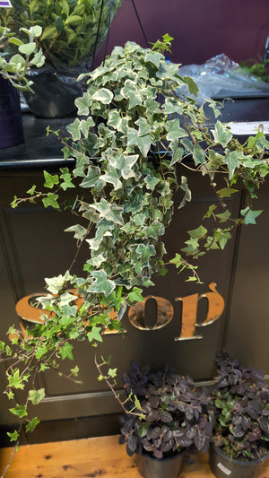 Hedera variegated ivy