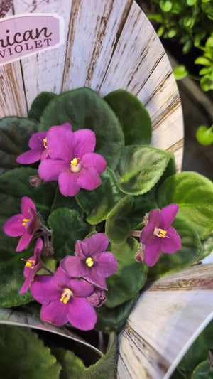 African Violets