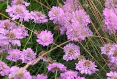 Scabiosa Paradise Pink