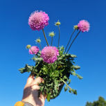 Scabiosa Paradise Pink